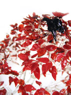 Blackbird in Red Tree